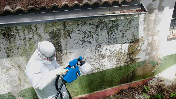 Mold Removal service in Kenly
